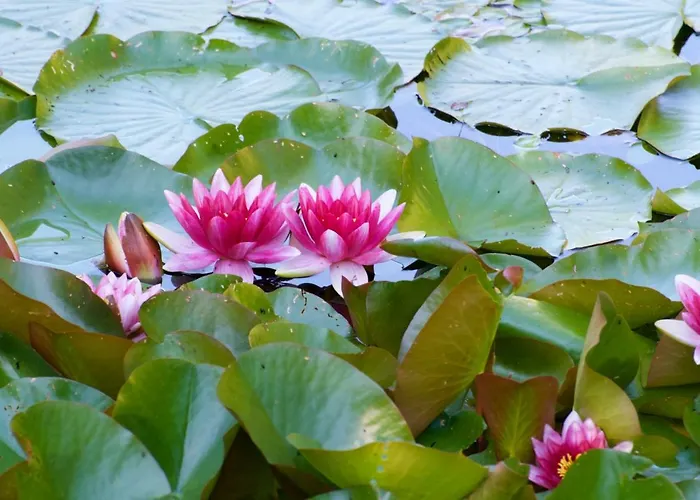 Vango Village Parco vacanze *